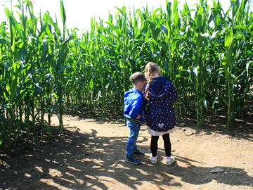 Labyrinthe de maïs